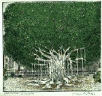 Cartella N.3 - Natale 1997: Salvatore Silvano Nigro / Bruno Caruso: "Il ficus di Piazza Marina"